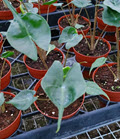 Stingray Alocasia